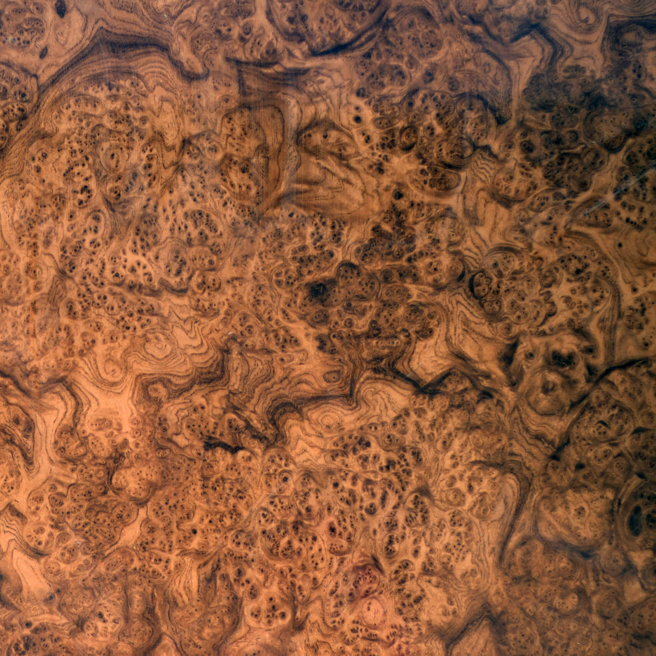 корень дуба глянец